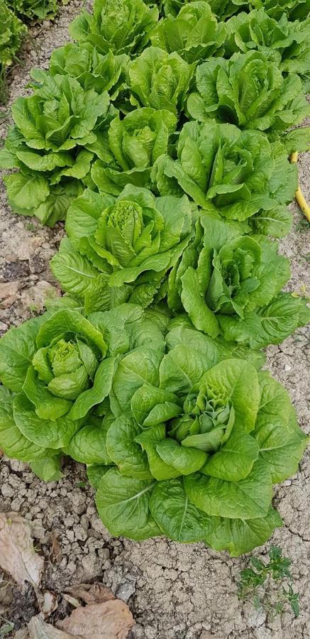 Agriturismo Fiore Di Campo 페르모 외부 사진