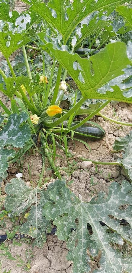 Agriturismo Fiore Di Campo 페르모 외부 사진